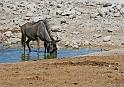 229 Etosha NP, gnoe